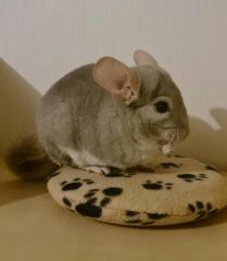 Chinchilla-Vermittlungshilfe - Kostenlos und mit Herz