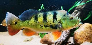 Suche Cichla Ocellaris, Kelberi oder Monoculus