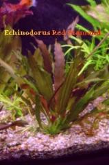 Aquarienpflanzen a. Hobbyzucht