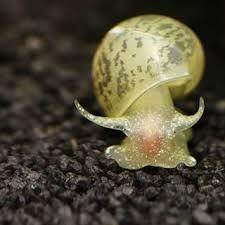 Die echte Yodaschnecke, perfekt im Garnelenbecken