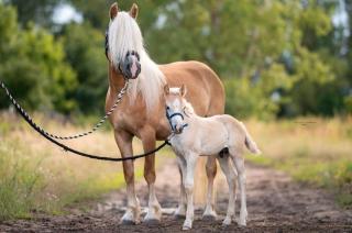 Reitbeteiligung auf Ponys