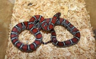 Lampropeltis Mexicana mexicana