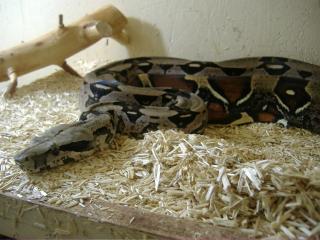 Boa constrictor constrictor