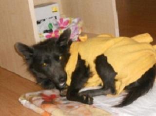 Couch gesucht