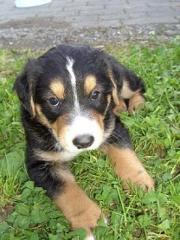 Bernersenner- Schäferhund Mix Welpen