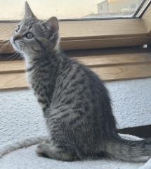 BKH/EKH Mix Kitten suchen ein zuhause