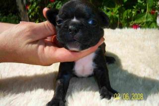 FRANZÖSISCH BULLDOG WELPEN, RÜDE HÜNDIN ABZUGEBEN