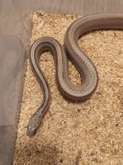 1. 0 Kornnatter Ghost-Striped het. Diffused