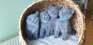 Reinrassige wunderschöne BKH Kitten