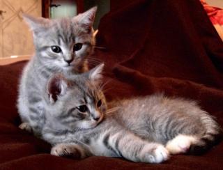 Reinrassige BKH-Kitten