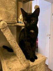 Schwarze Katze in Roxel vermisst