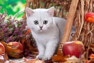 Süßes BKH Kitten Katerchen Danny sucht.
