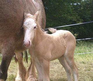 Tinker Irish Cob Fohlen Hengst Palomino