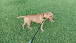 Süße Pittbull/ Stafford Dame sucht dringend neues zuhause