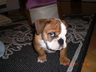 Englische Bulldogge