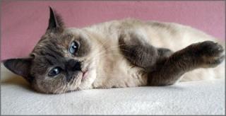 Eine Zuckersüße Bkh blue tortie point Maus sucht nach Dir