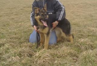 Typvoller Deutscher Schäferhund, schwarz-braun