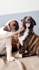 Boxer OEB Mix