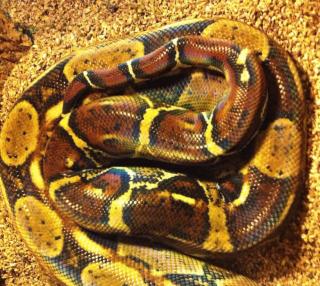 Tausche 1. 1 Boa constrictor imperator von 2021 gegen Königspython