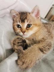 Britisch Kurzhaar Kitten suchen Dosenöffner