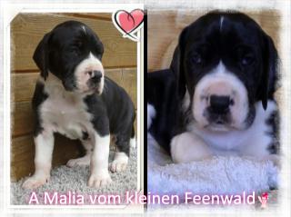 Deutsche Doggen Welpen VDH