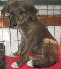 Bobik viele kleine Wunder für einen kleinen Hund