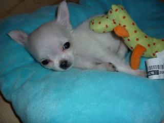 Mini LH Chihuahua Rude