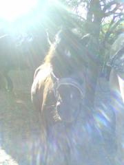 Suche Reitbeteiligung