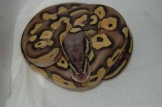 Python regius NZ 2021 Butter, Butterpastel, Lesser und Pastel