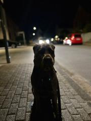 Cane corso zu verkaufen