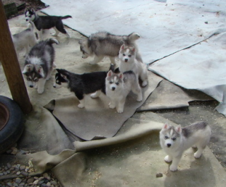 Siberian Husky-Welpen jetzt verfügbar