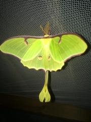 Schmetterling Actias luna