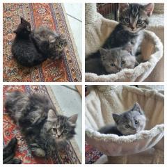 4 Kitten suchen ein neues Zuhause