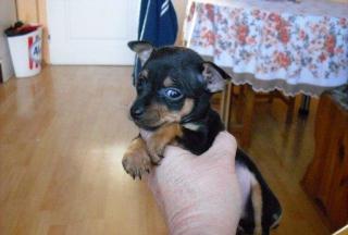 Mini Zwergpinscher