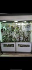 Pantherchamäleon mit Terrarium