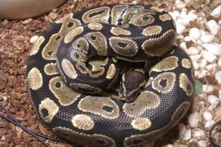 Verkaufe Python Regius 0. 1. 0 von 2021 nominant, wildfarben, sehr schöne Zeichn