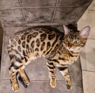 Wunderschöne Bengal Katze sucht ein liebevolles zu Hause