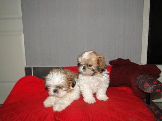 2 süsse shih tzu welpen