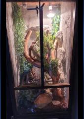 Terrarium mit kornnatter