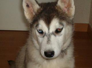 WUNDERSCHÖNES HUSKY-WEIBCHEN