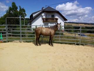 Missouri Foxtrotter 2 Jahre großes Therapiepotenzial