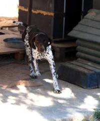Harry vom typischen Schicksal eines Jagdhundes in Griechenland