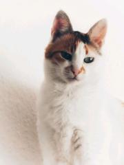 Katze Frankie aus Hannover vermisst