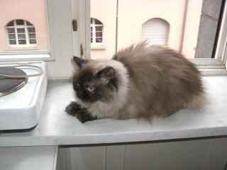 Perserkatzen auch Colourpoint
