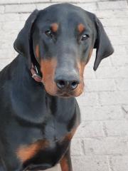 2 Dobermann Mädchen