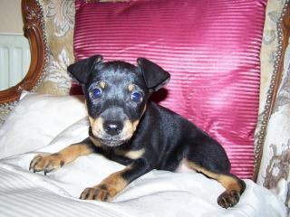 Zwergpinscher Welpen in braun und black tan