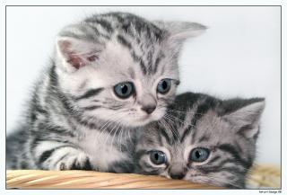 Träume in Marmor Britisch Kurzhaar Babys silver-tabby