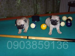 Mops Welpen