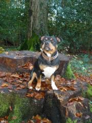 Stafford Bullterrier Hündin sucht Wurfgeschwister