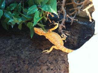 Bartagame Terrarium